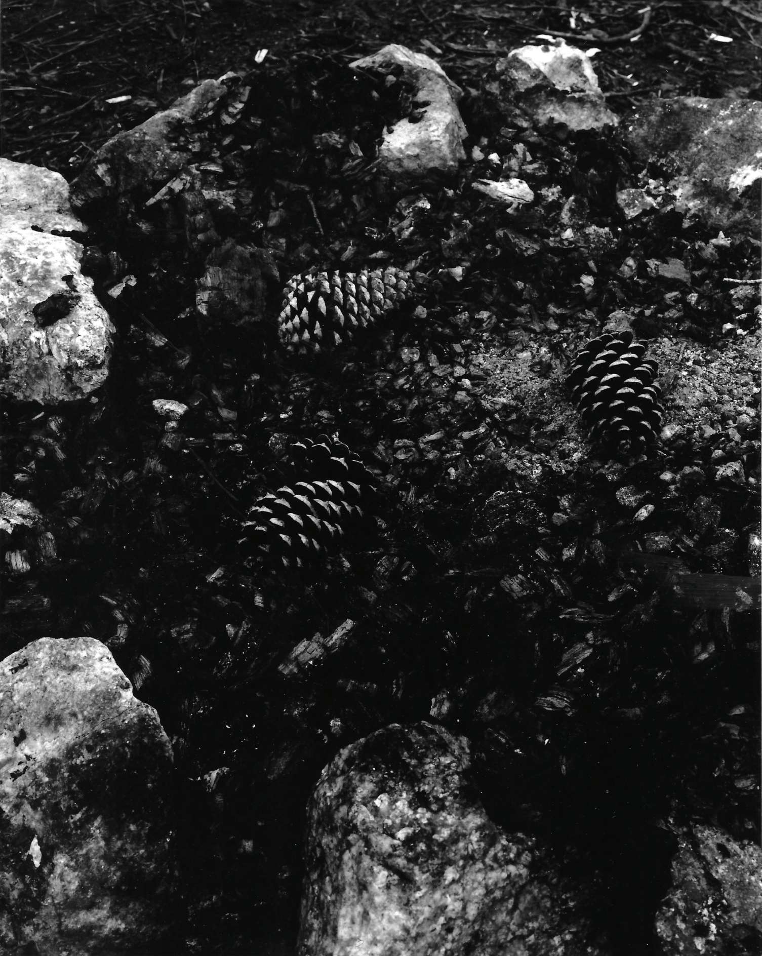 10-pinecones